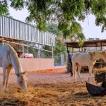 Buhari Spends Quality Time With His Cows In Daura As He Awaits Elections Result [Photos] 4